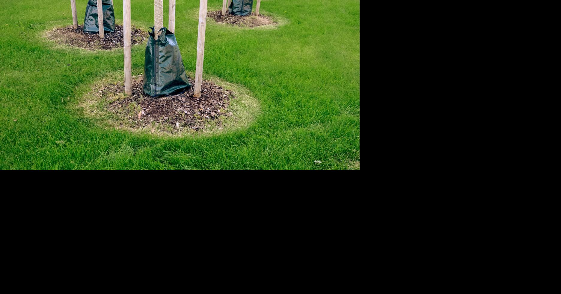 Michigan City starts tree watering program