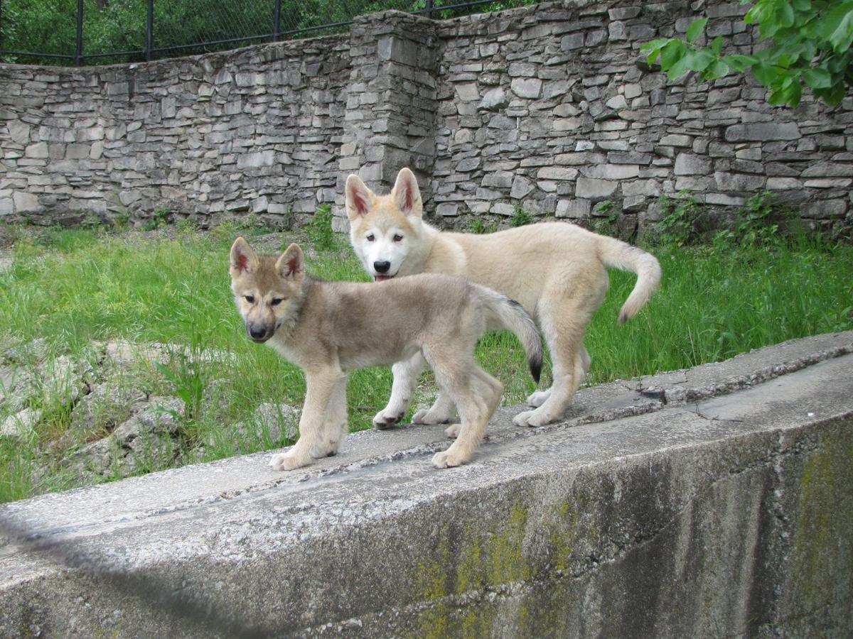 Timber Wolves Find New Home A Washington Park Zoo Michigan City News Nwitimes Com