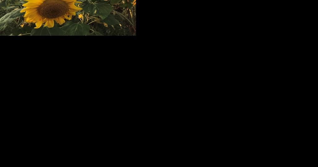 Getting back to nature: Natures Intentions firm offers permaculture and regenerative design - Vimarsana News