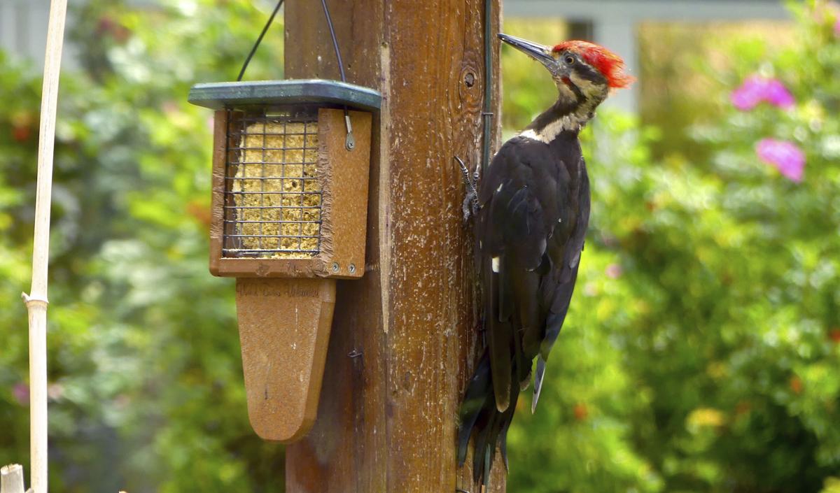 Bird feeder