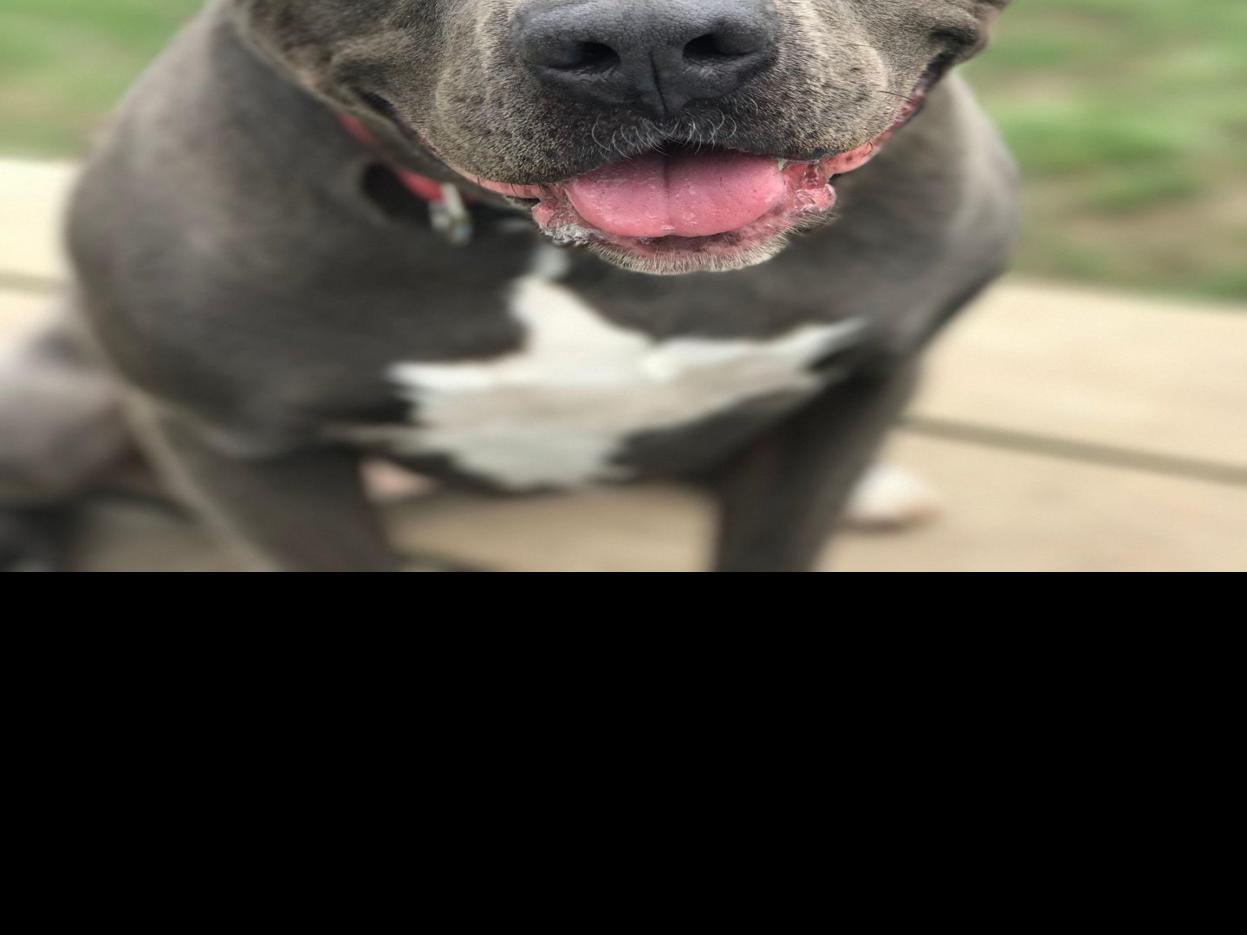 29+ Porter county animal control