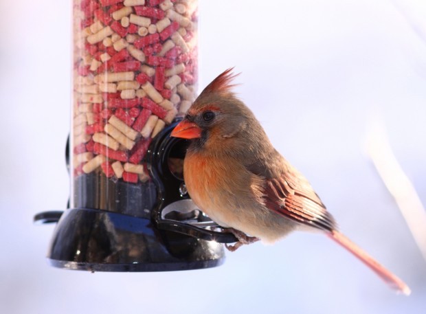 Eating Like A Bird Today S Design For Bird Feeders Offers Seed Of