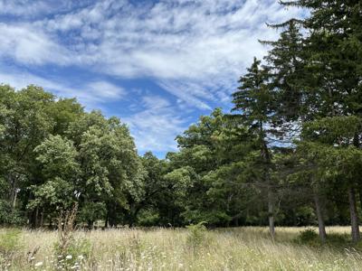 Cook County Forest Preserves purchase adds picnic area, parking to Tinley Park grove