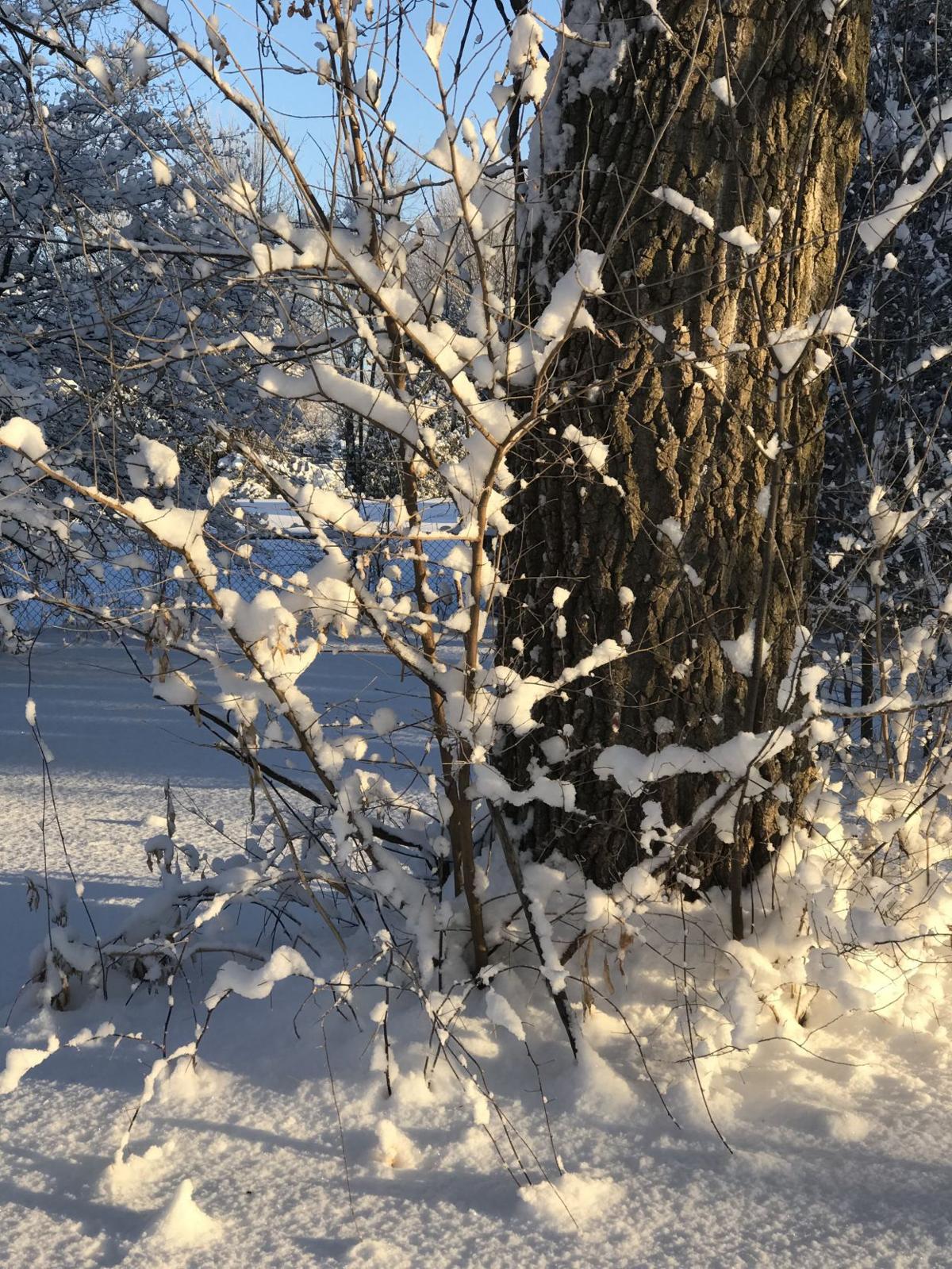 Snow 2018