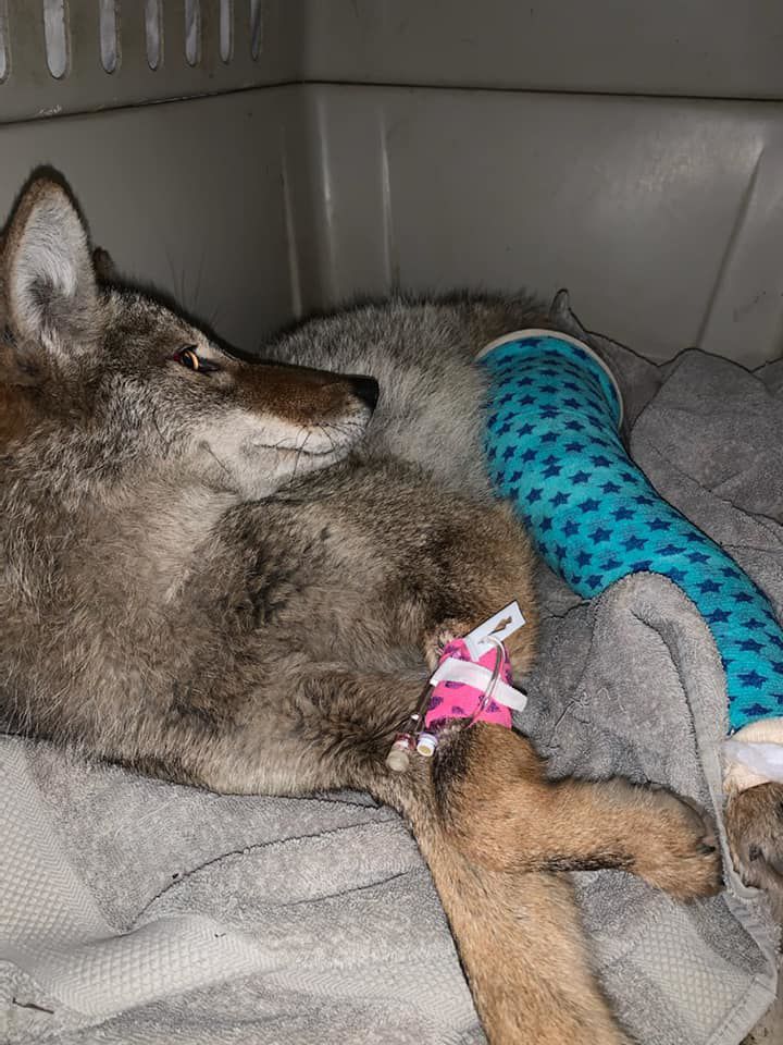 Coyote Rescued From I-80/94 After Being Hit By Car | Latest Headlines ...