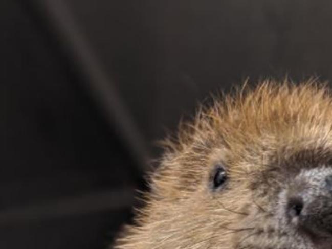 Residents Call Police After Finding Baby Beaver In Crown Point Garage Wildlife Center Staff Cares For Critter Valparaiso News Nwitimes Com