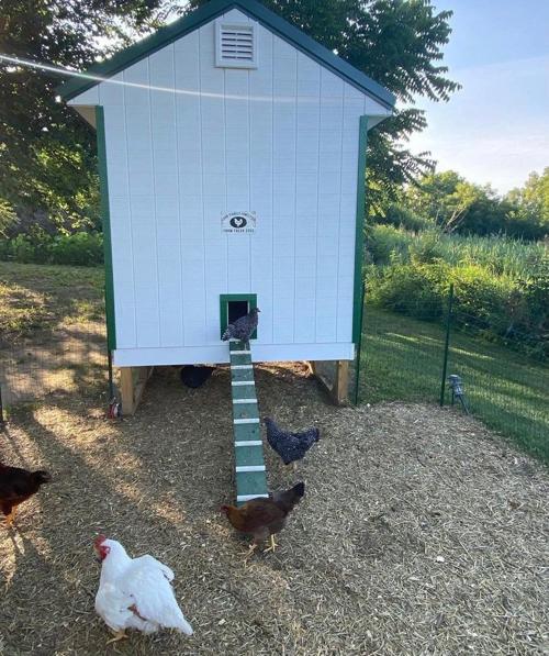 Winfield residents make case to keep pet chickens