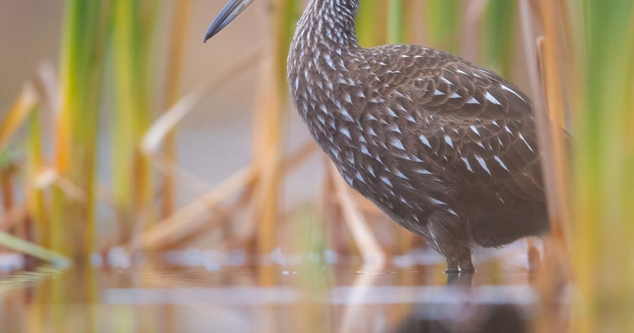 Indiana birders abuzz over rare bird sighting - Vimarsana News