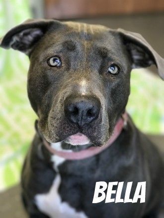 Bella Still Waiting For A Forever Home After More Than Two Years At Porter County Animal Shelter Porter County News Nwitimes Com