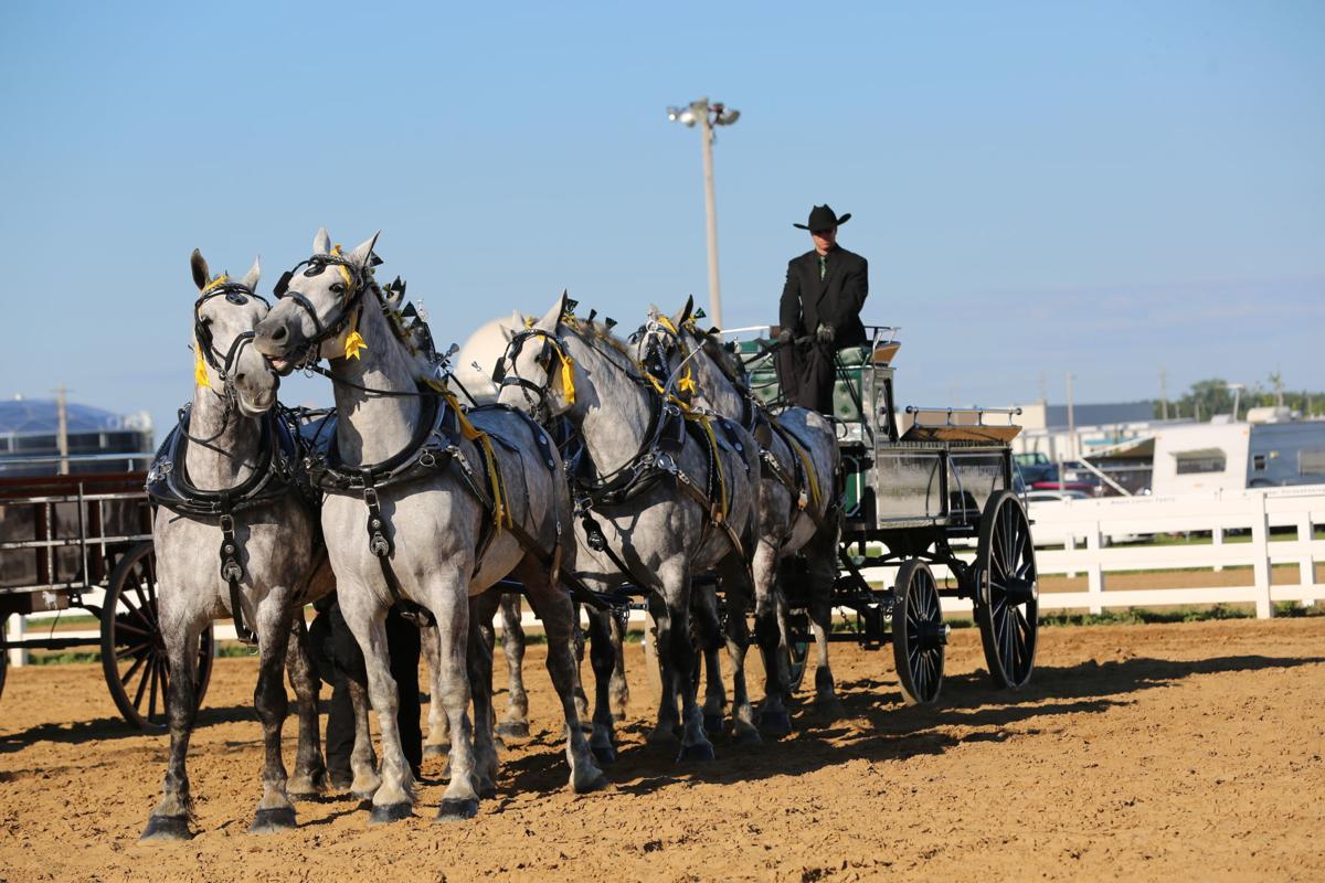 Draft horse competitions show off majesty, agility of big equines ...