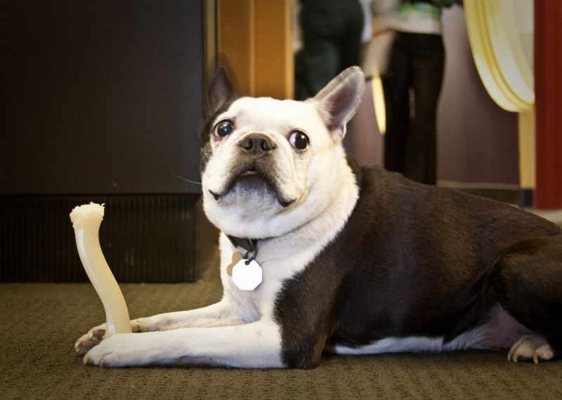 best dog breed to take to the office