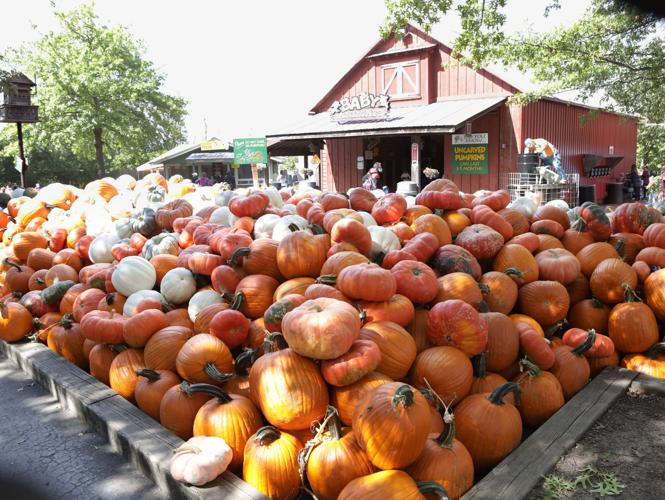 For more than 40 years, Bengtson's has harvested fall memories and fun in Homer Glen