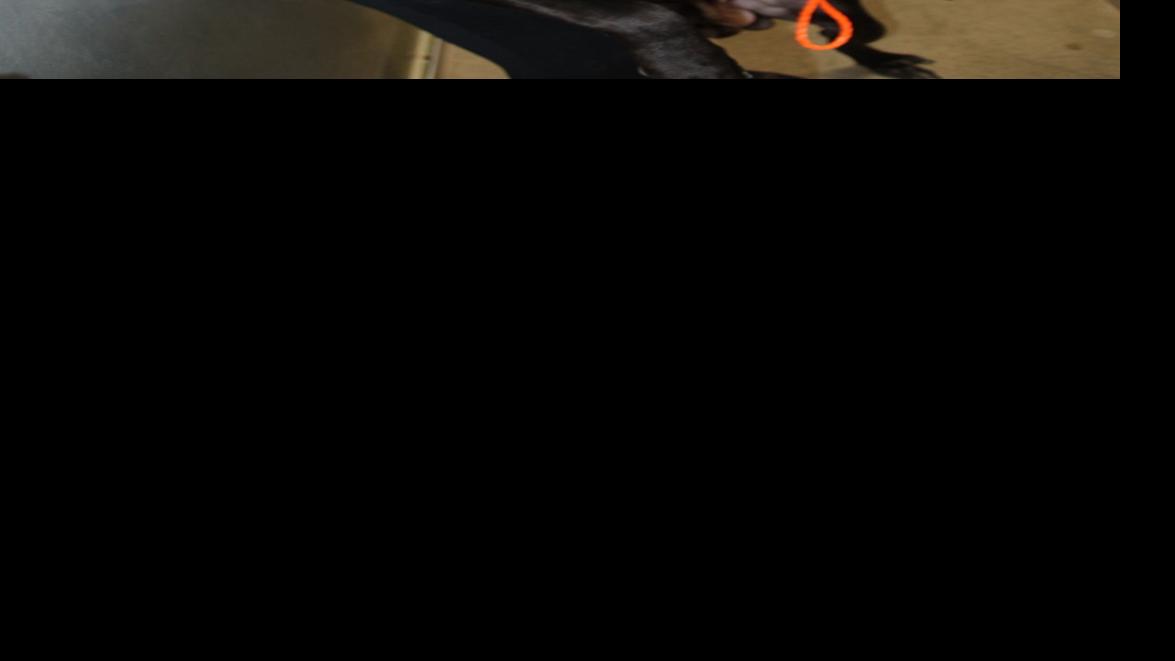 LaPorte animal shelter director retires LaPorte County News