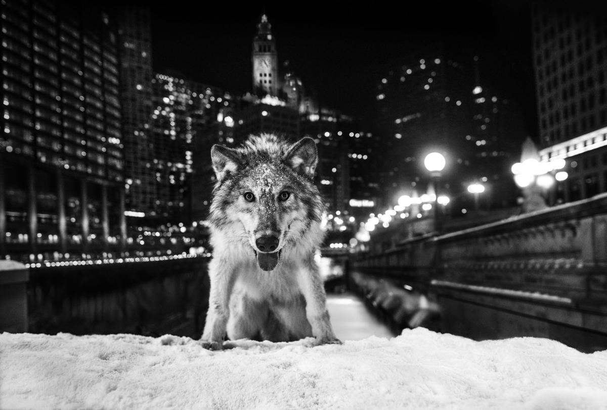 Sweet Home Chicago