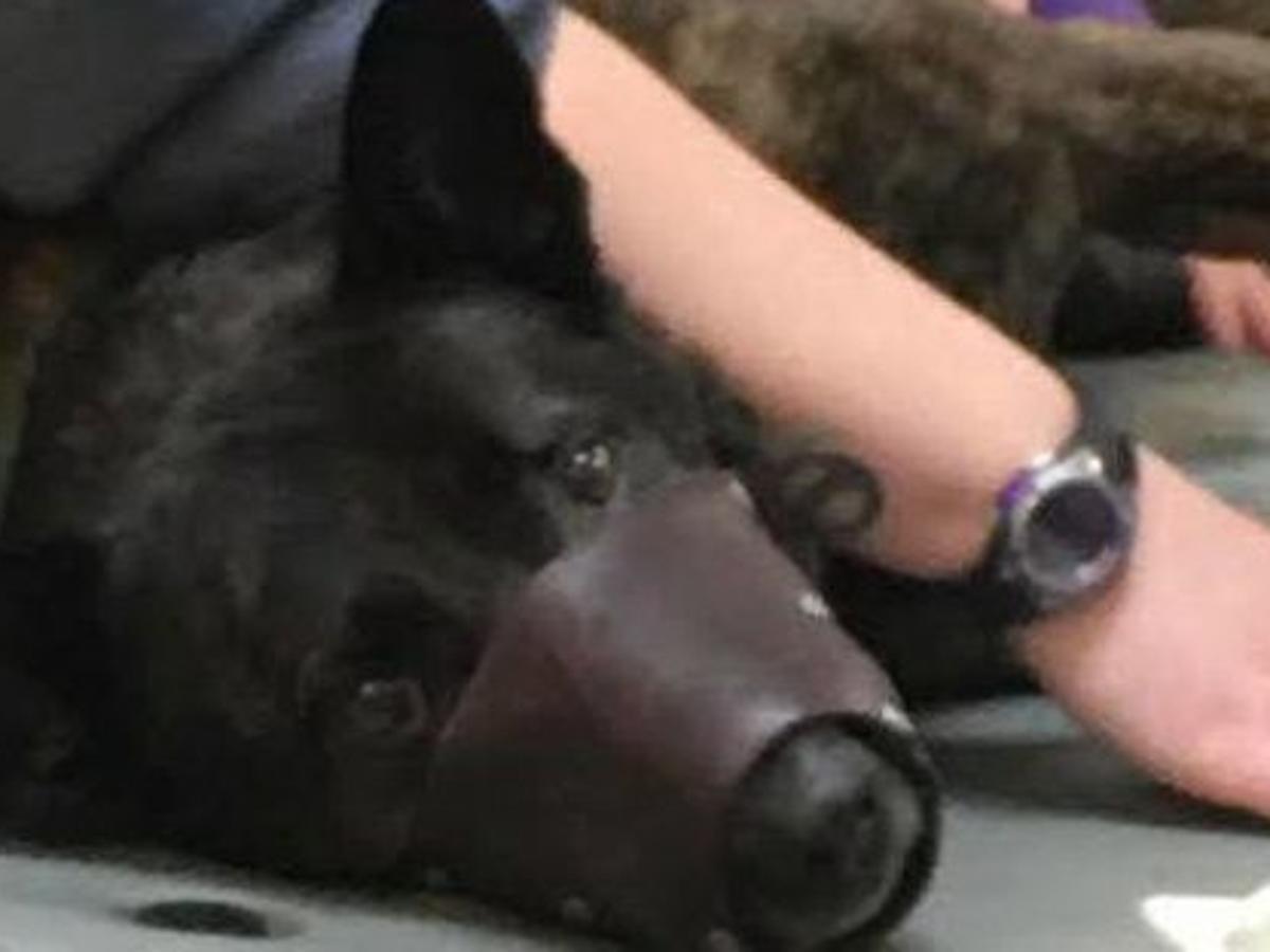 Local Police Dog Severely Injured Protecting K9 Heroes Raising Money For Treatment Latest Headlines Nwitimes Com