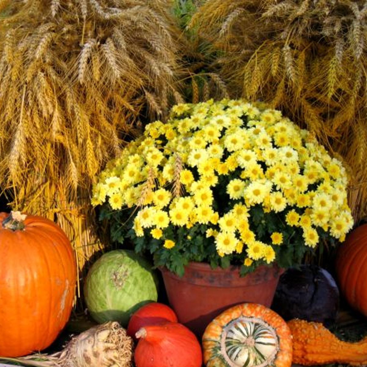 It S Sawyer Garden Center For Welcoming The Joys Of Autumn Home