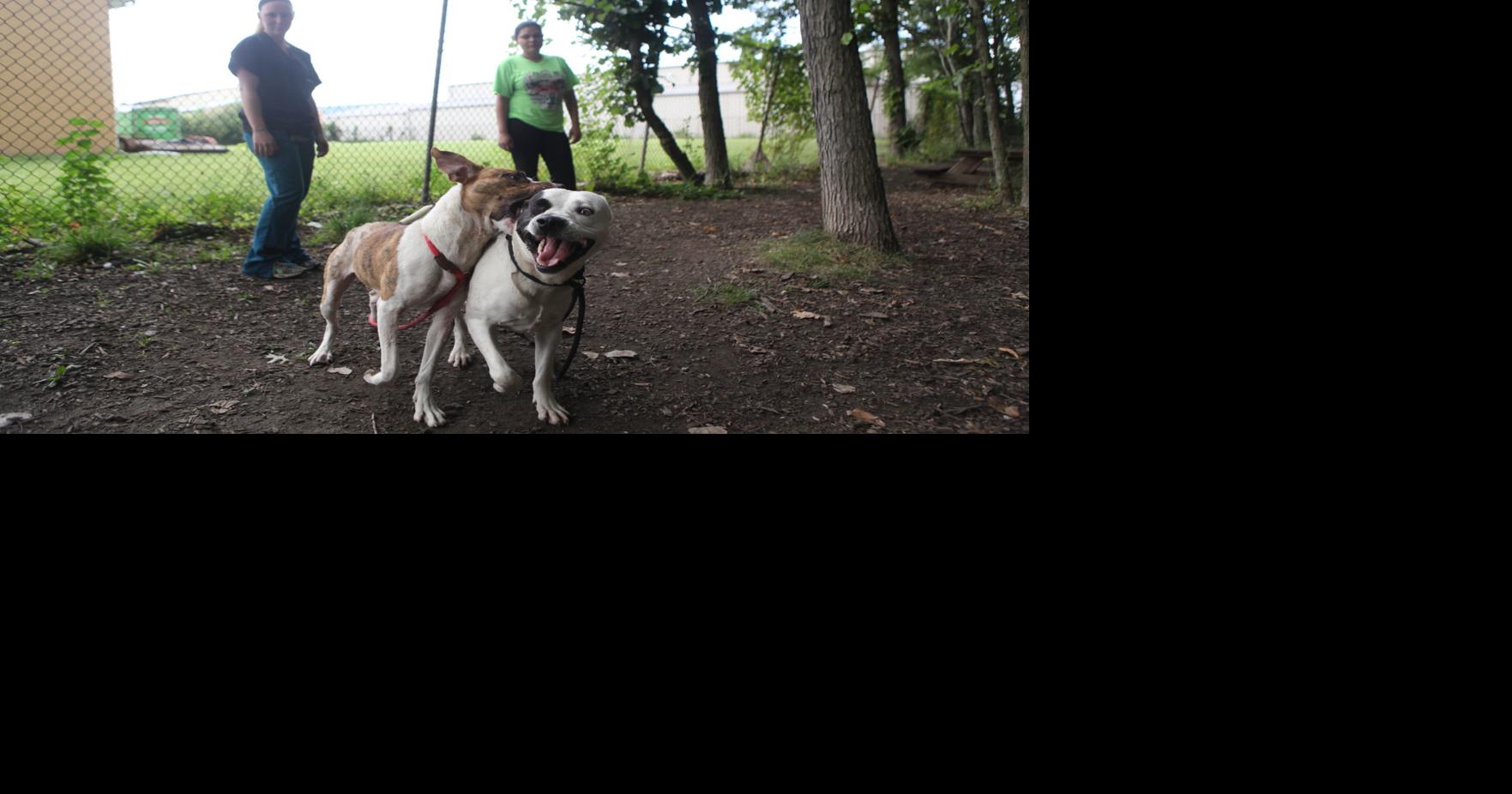 Culture shift as Humane Society of Hobart transitions to nokill policy