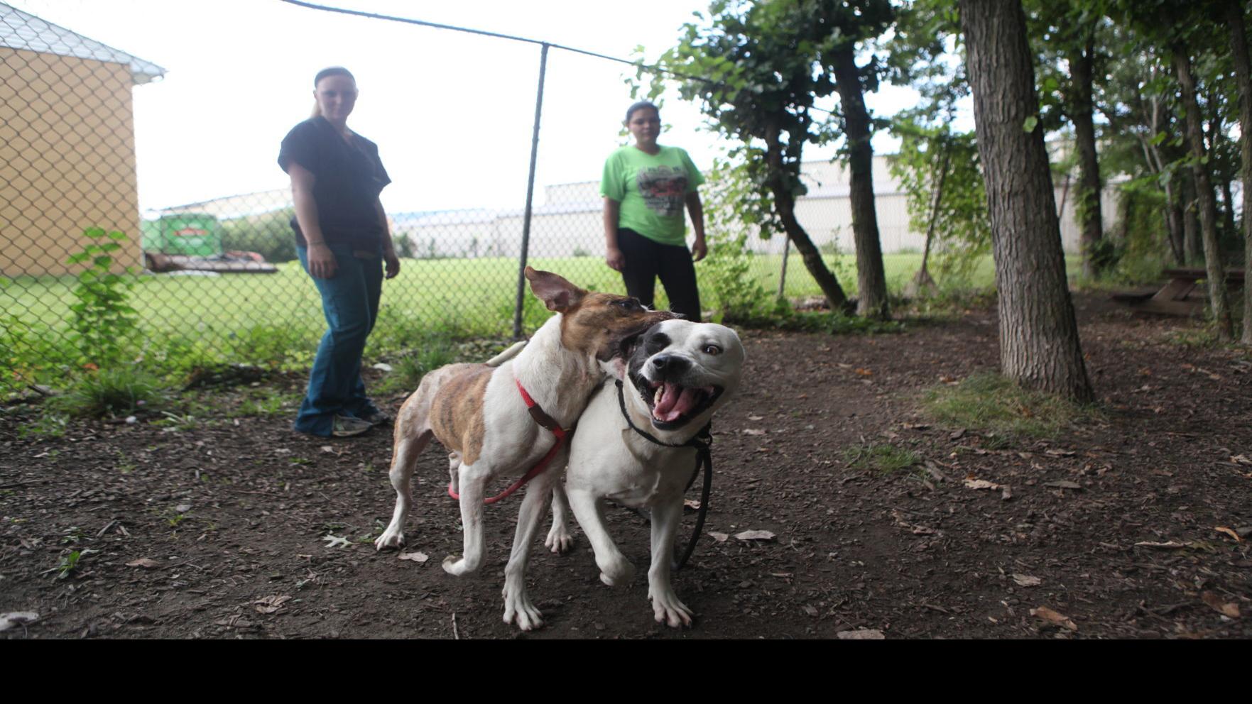 Culture Shift As Humane Society Of Hobart Transitions To No Kill