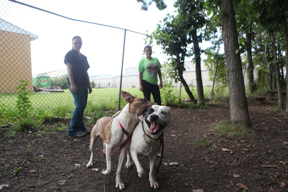 Culture Shift As Humane Society Of Hobart Transitions To No Kill