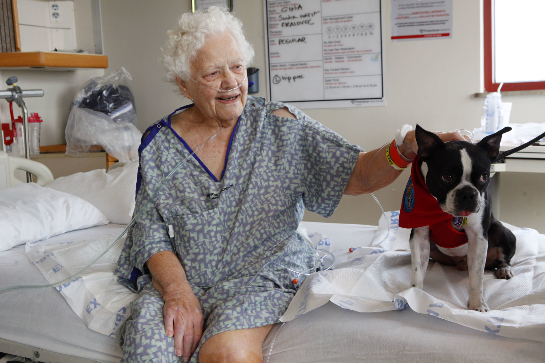 hospital comfort dogs