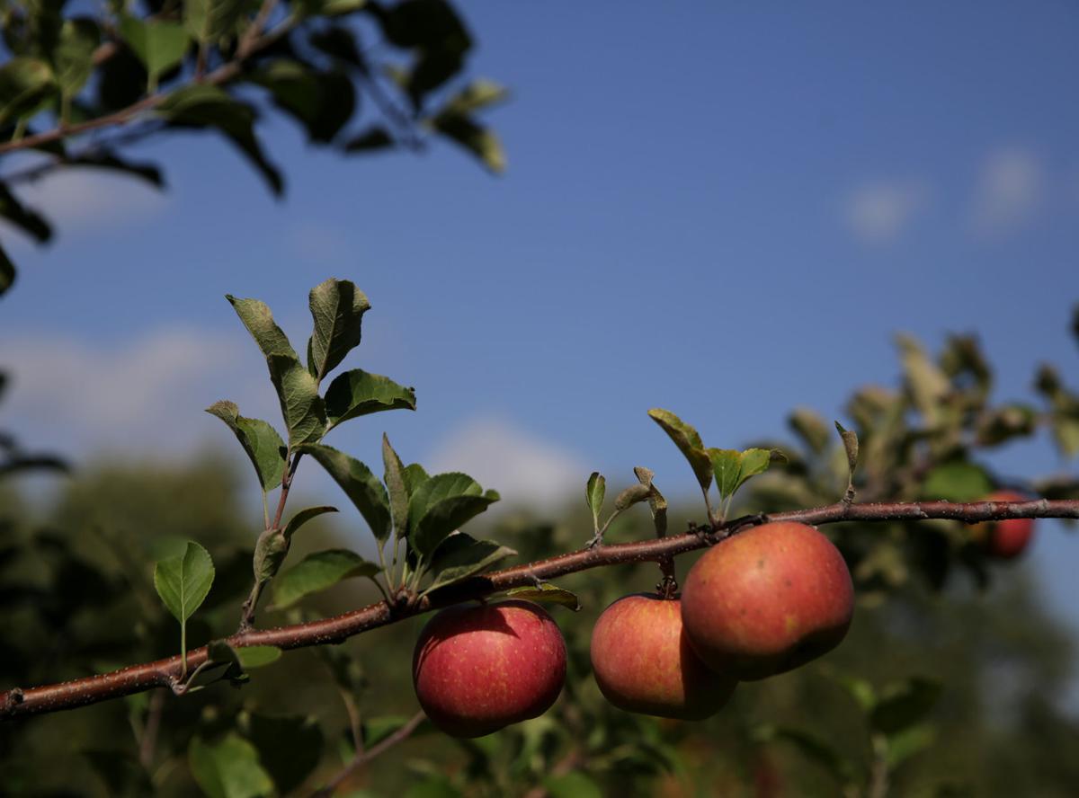 Party that exposed hundreds to coronavirus took place at County Line Orchard, officials confirm