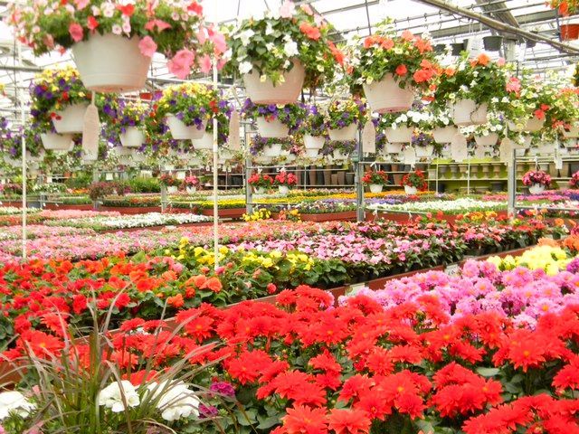 Best Garden Nursery Ping In Northwest Indiana Best Garden Nursery Alsip Home