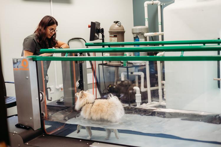 Best Veterinary Clinic