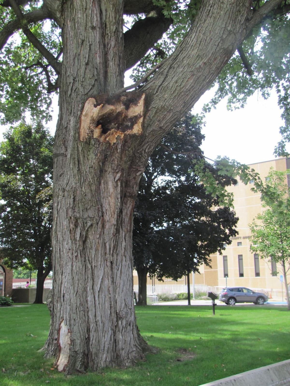 Century-old silver maple to be removed from courthouse grounds ...