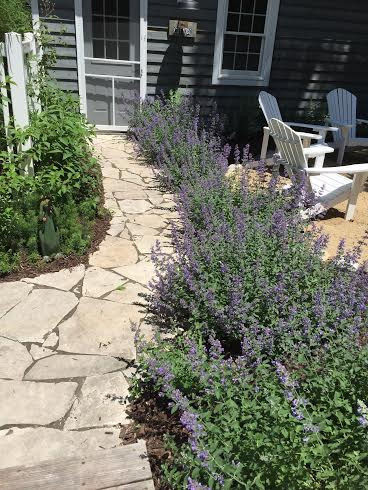 Gardening ideas: Border with Catmint? | Home | nwitimes.com