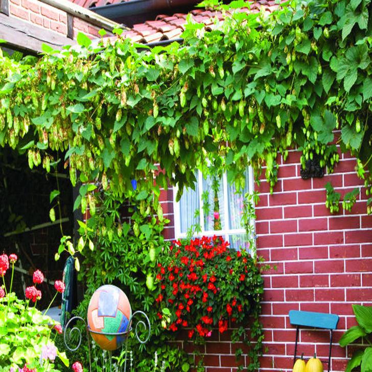 Growing Hops In Your Backyard Can Be A Breeze Home Garden