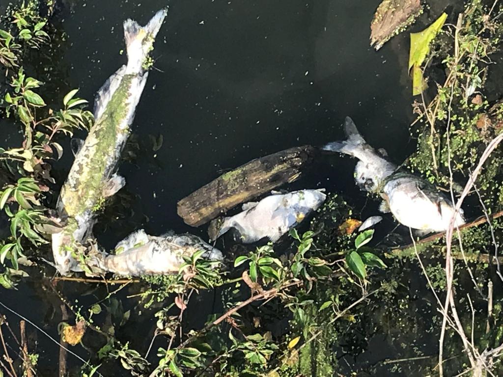 Arcelormittal Says Little To No Traces Of Cyanide Remain In Portage Waterway Porter County News Nwitimes Com