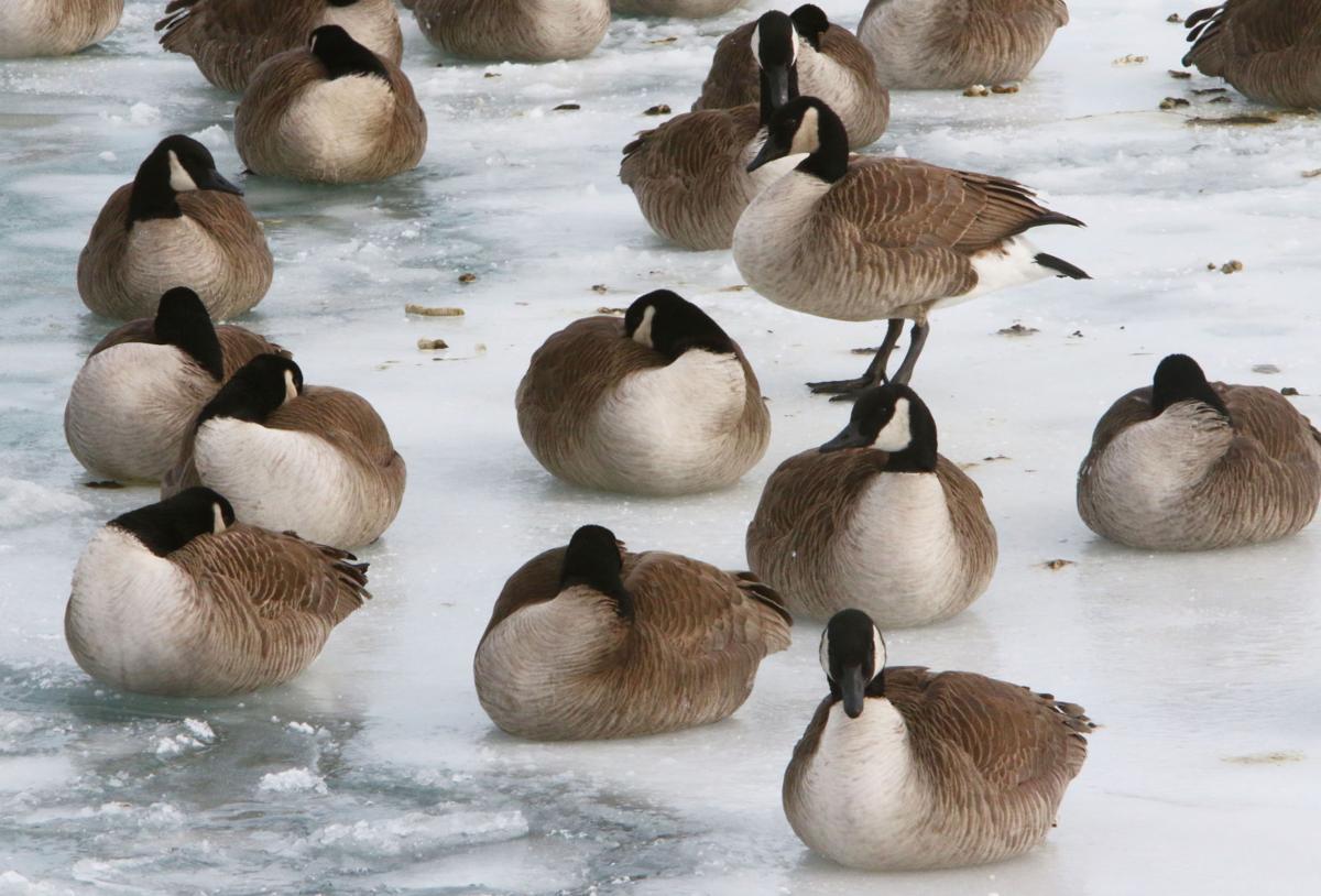 Geese and gulls at Whihala Beach