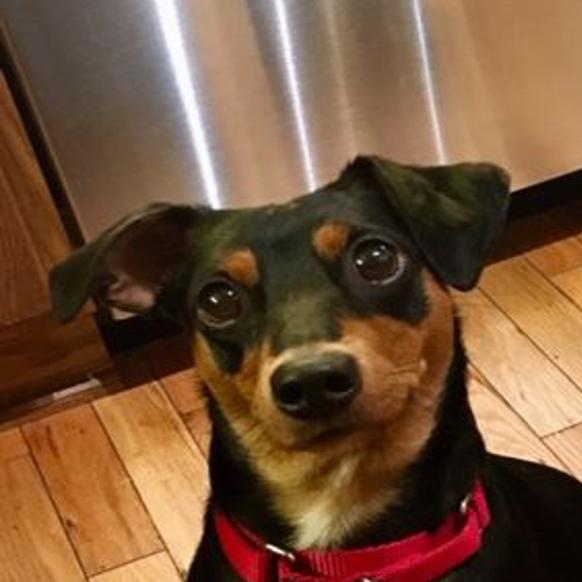 Treating Dogs And Cats With Pancreatitis Diabetes And Other Long