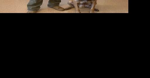 Hobart K-9 retires, another joins force - Vimarsana News