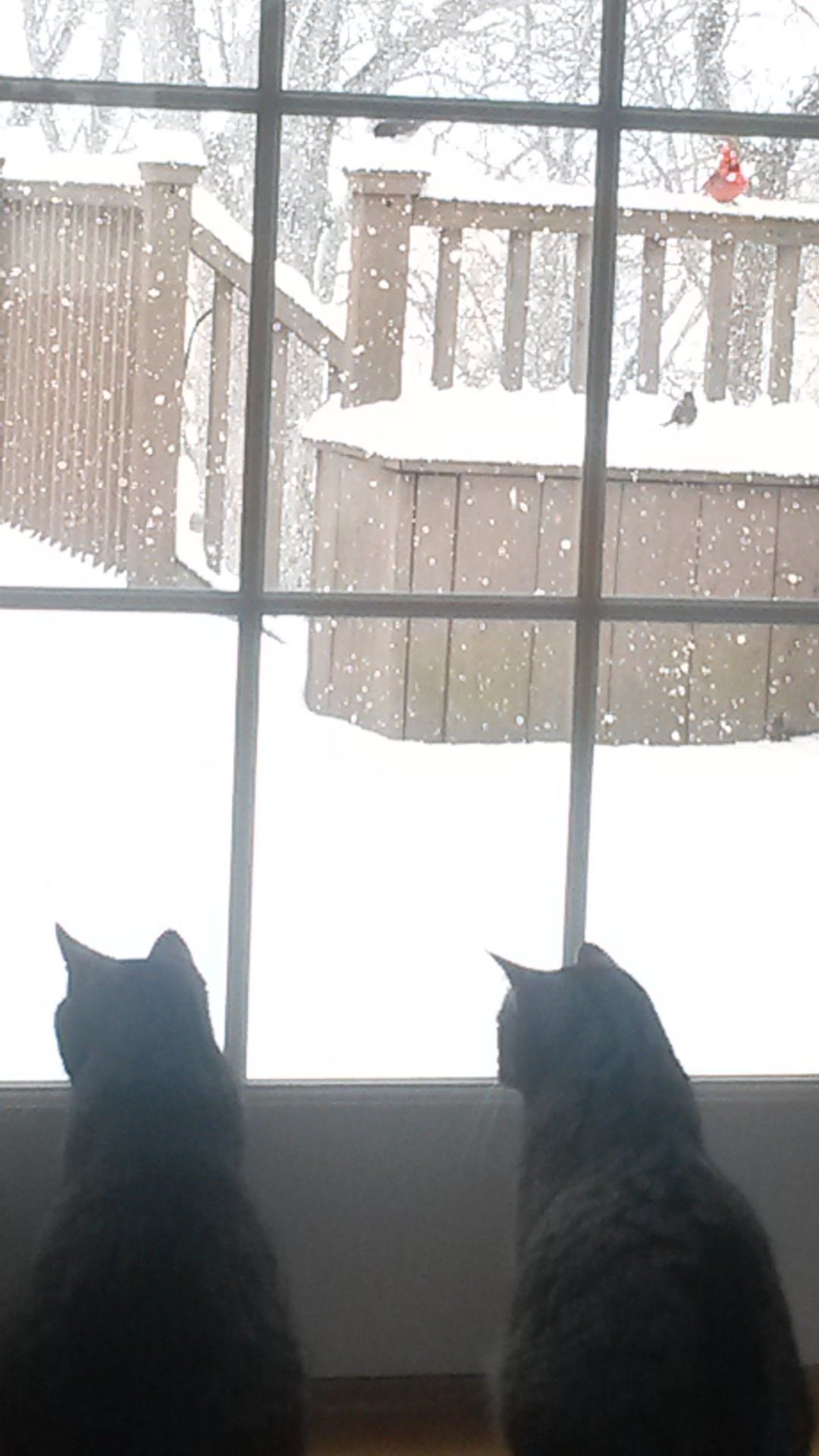 Snow 2016
