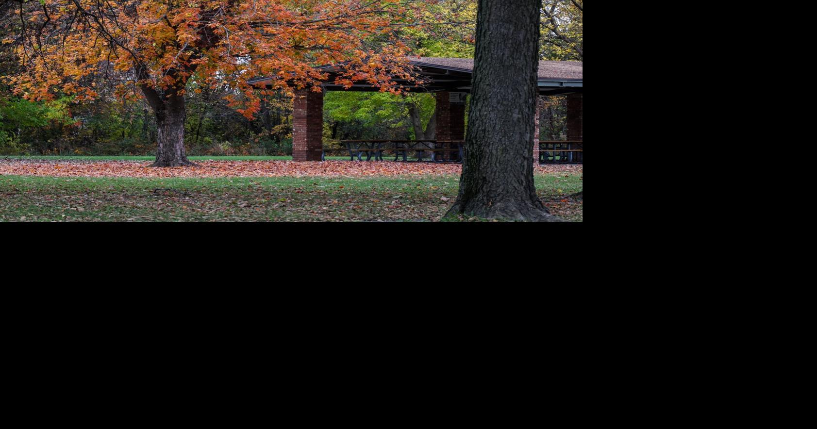 Leaves turning colors