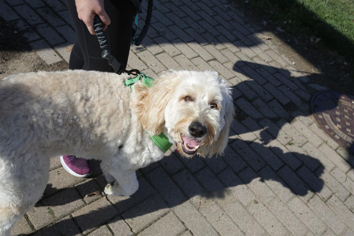 Caminar te beneficia a ti y a tu perro, los expertos y los veterinarios del noroeste de Indiana están de acuerdo