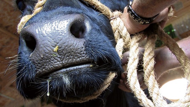 Girl Milked Like A Cow