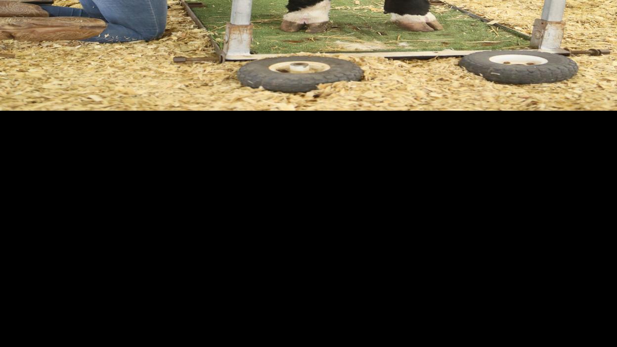 How To Comb A Cow Or Cattle Grooming 101 Porter County News Nwitimes Com