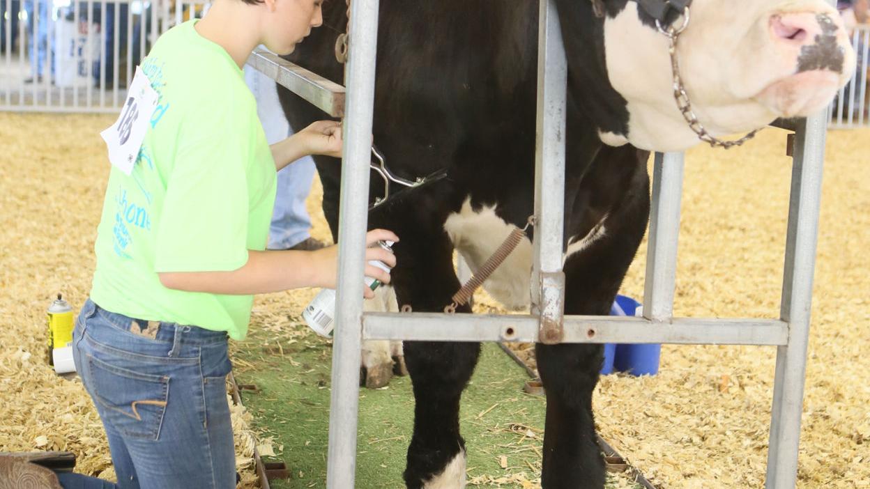 How To Comb A Cow Or Cattle Grooming 101 Porter County News Nwitimes Com