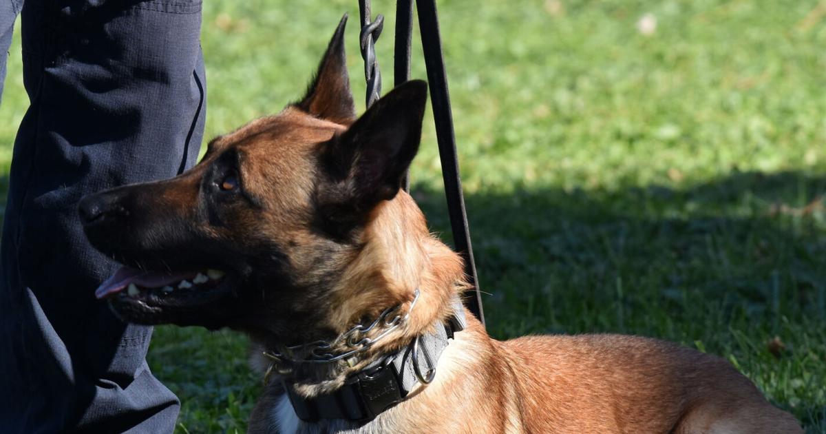 K-9 Unit Plays Crucial Role in Apprehending Alleged Shooting Suspect in Crown Point