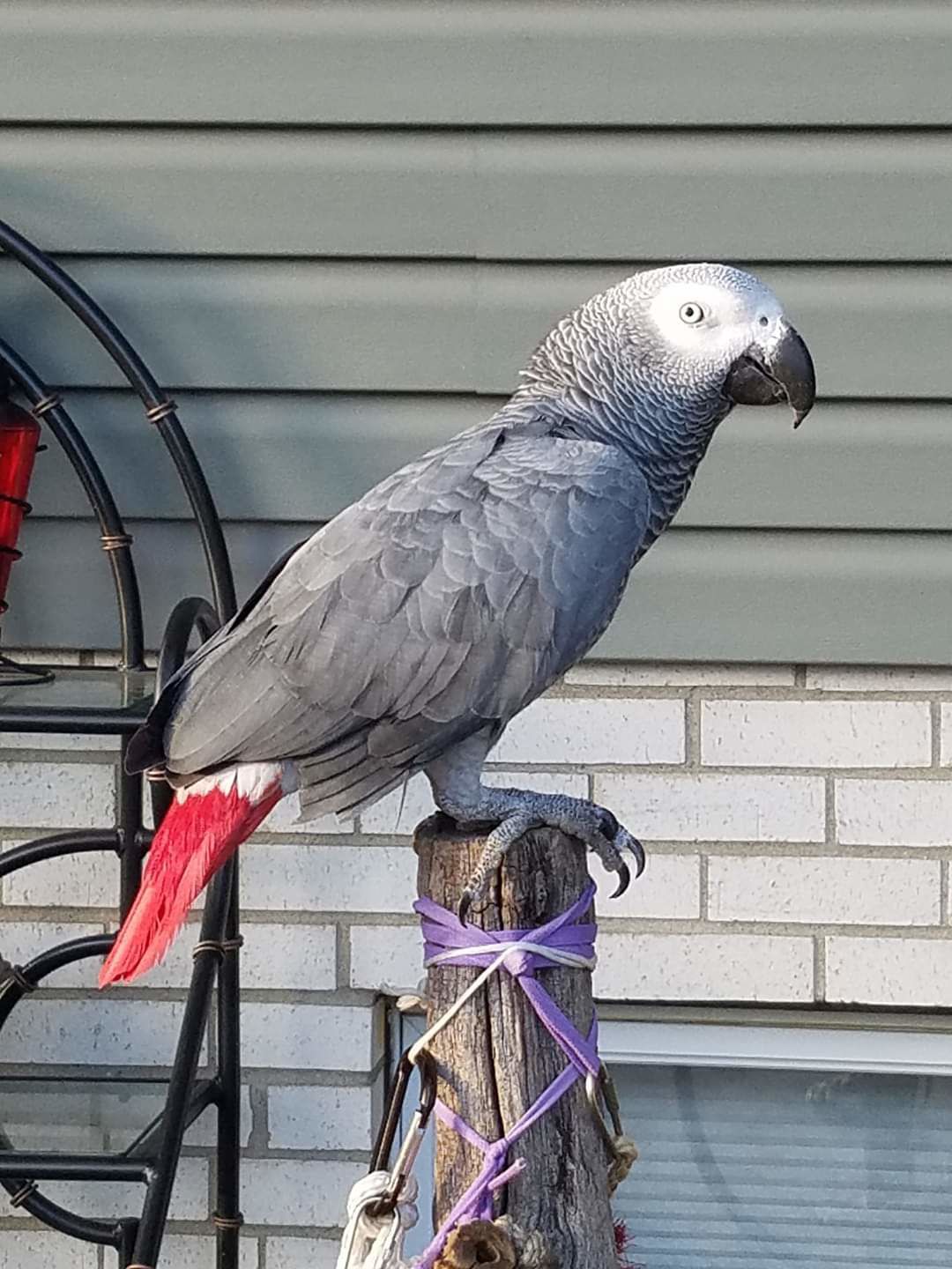 african grey parrot petsmart