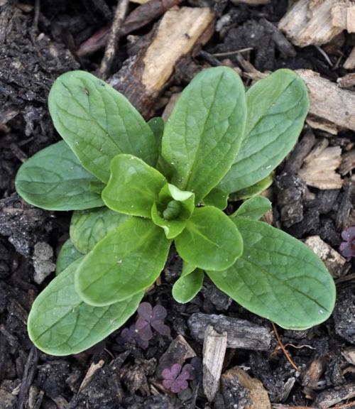 Corn Salad Is Hardy And Easy To Grow Home Garden Nwitimes Com