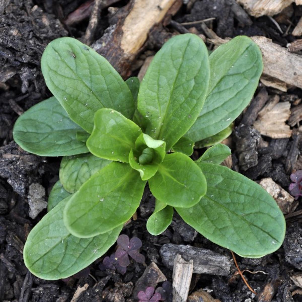 Corn Salad Is Hardy And Easy To Grow Home Garden Nwitimes Com