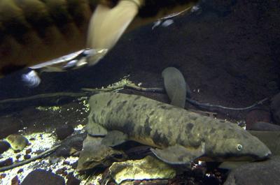 shedd aquarium offers asleep