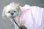 Orland Township's 10th Pet-Palooza
