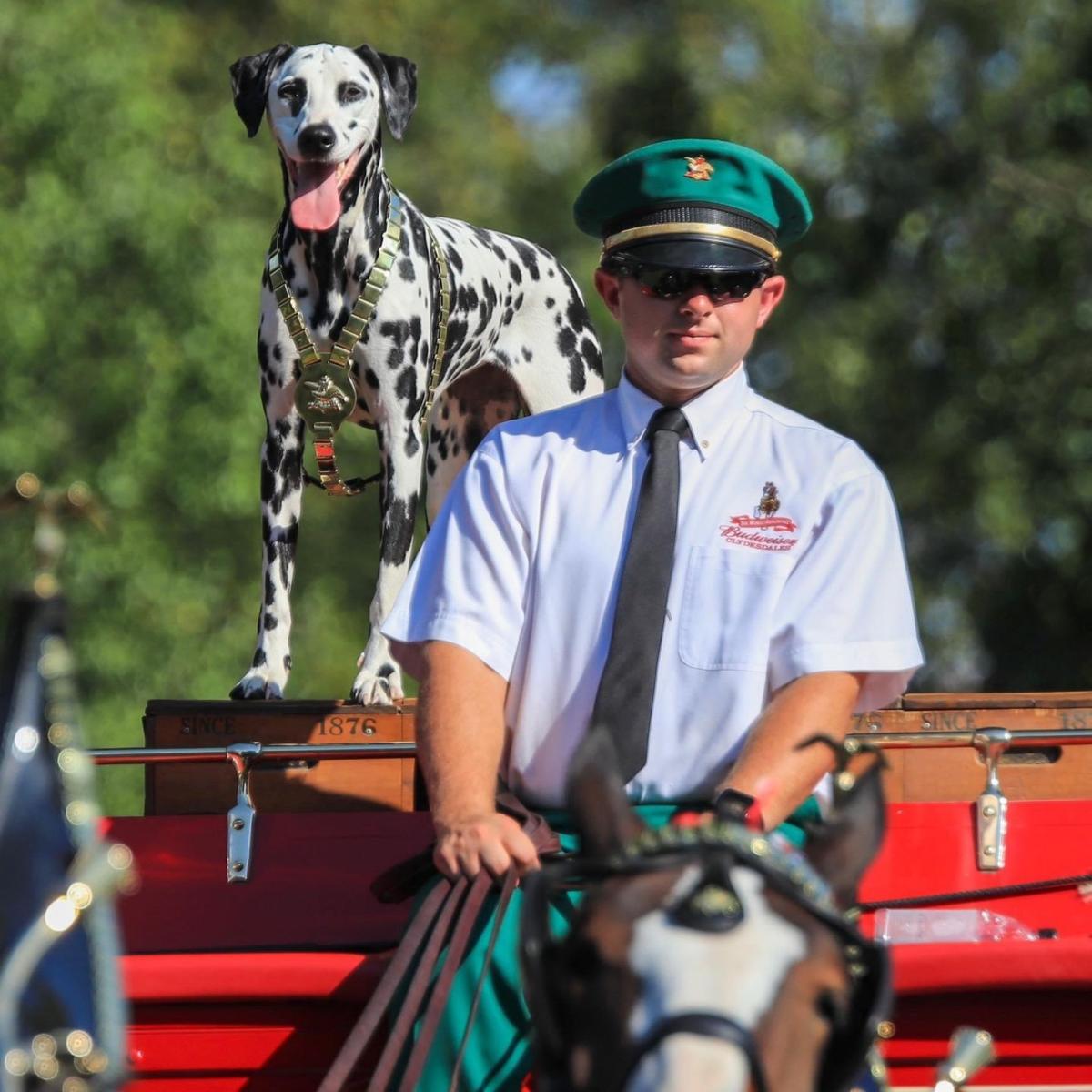 Holiday parade a homecoming for Budweiser Clydesdales