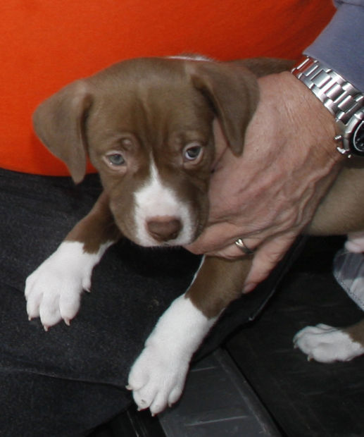 calumet humane society dogs