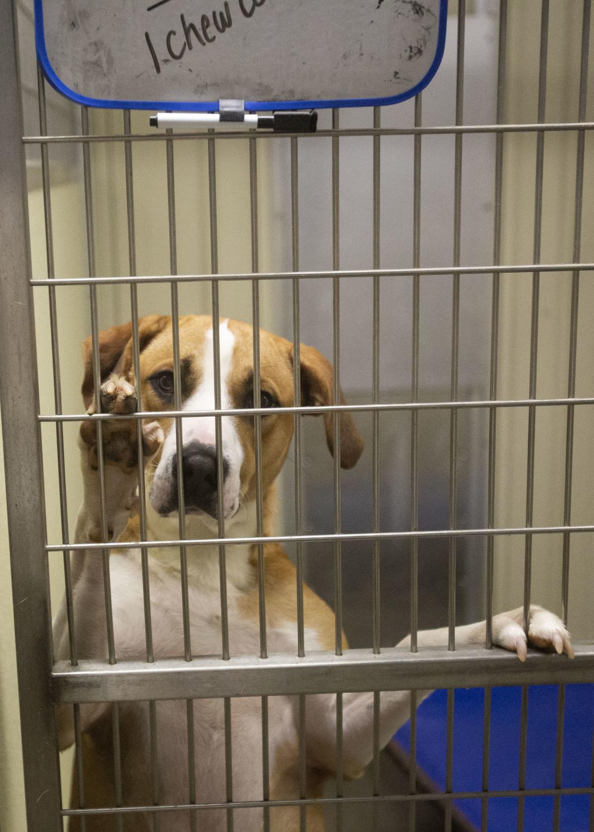 Woman maintains Griffith Animal Shelter with help from volunteers