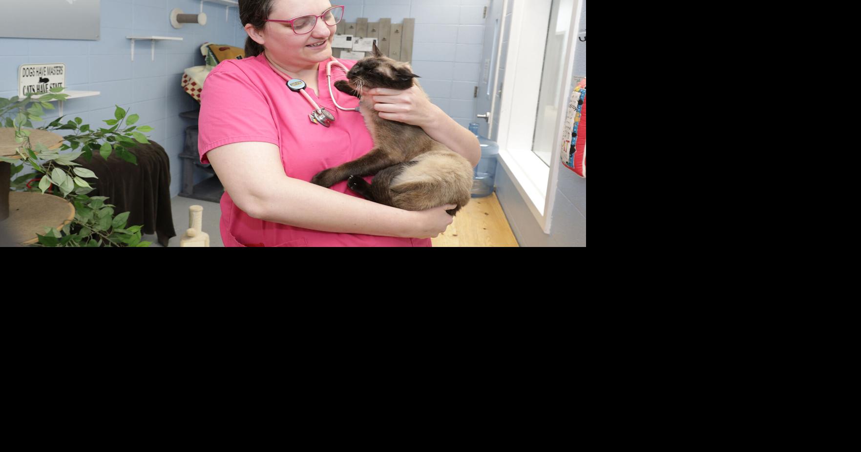 Get Healthy: Summertime pest, heat precautions are needed for pets, too